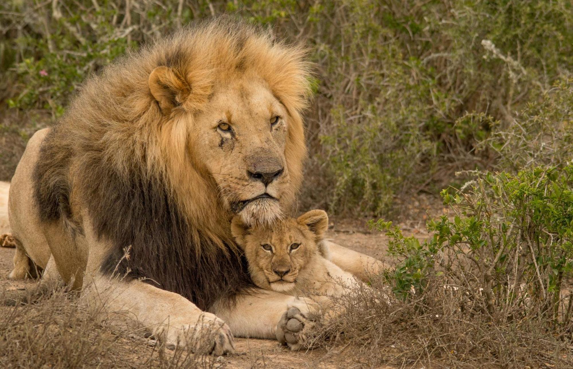 Kwandwe Private Game Reserve - Melton Manor Grahamstown Bagian luar foto