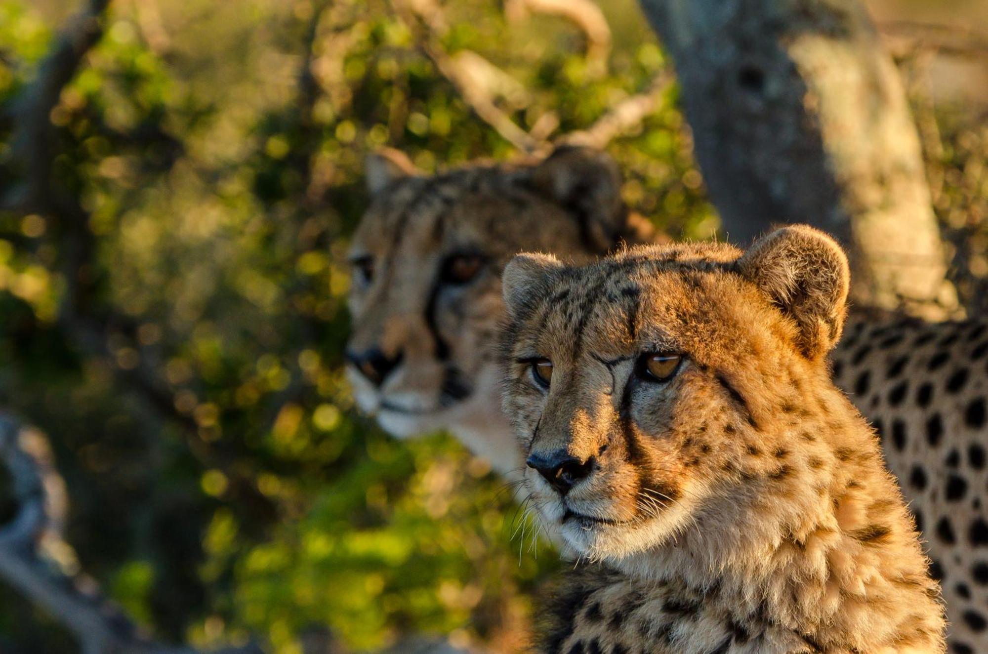 Kwandwe Private Game Reserve - Melton Manor Grahamstown Bagian luar foto