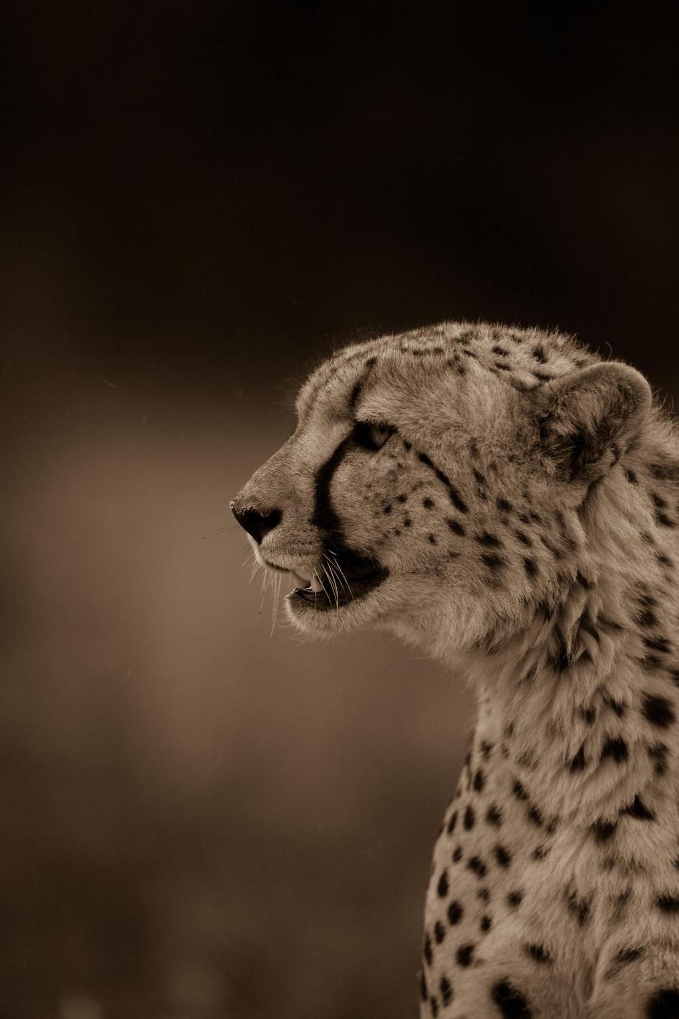 Kwandwe Private Game Reserve - Melton Manor Grahamstown Bagian luar foto