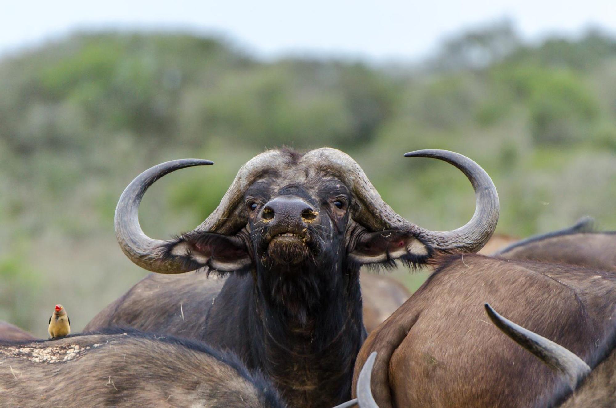 Kwandwe Private Game Reserve - Melton Manor Grahamstown Bagian luar foto
