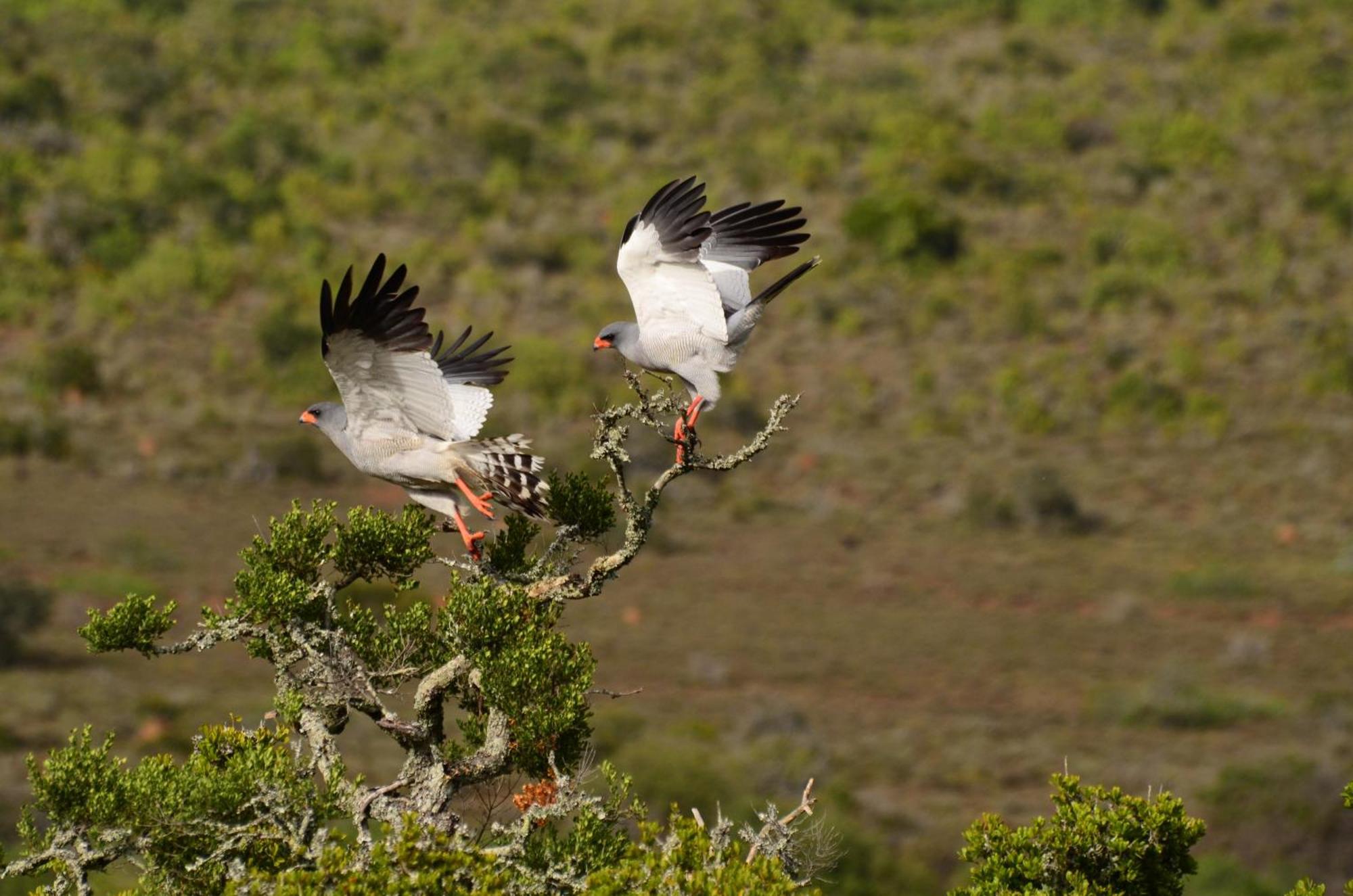 Kwandwe Private Game Reserve - Melton Manor Grahamstown Bagian luar foto