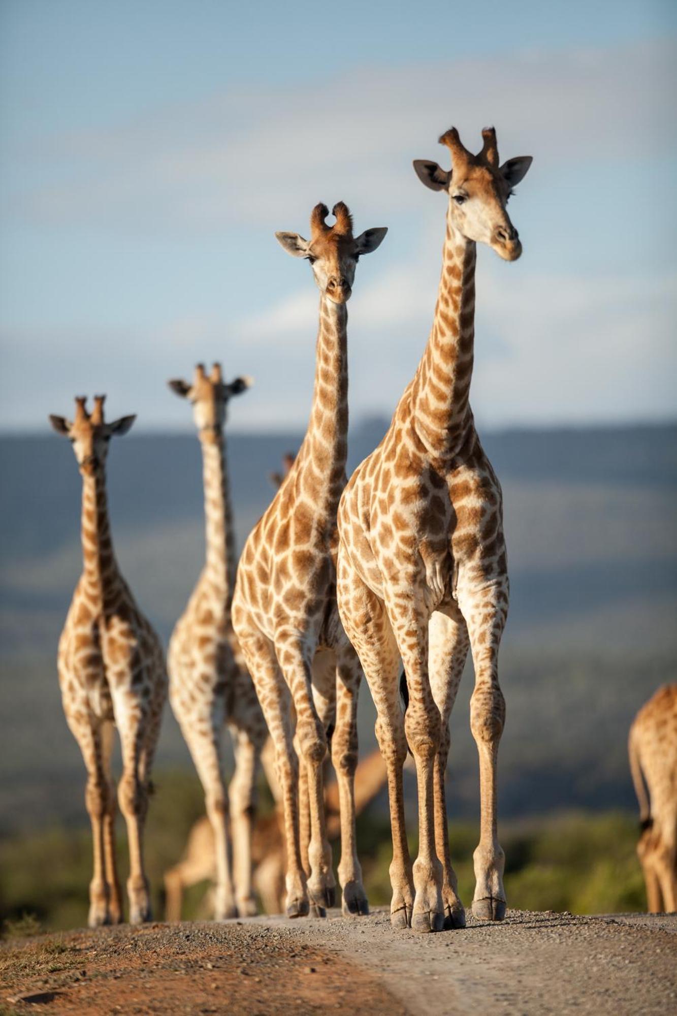 Kwandwe Private Game Reserve - Melton Manor Grahamstown Bagian luar foto
