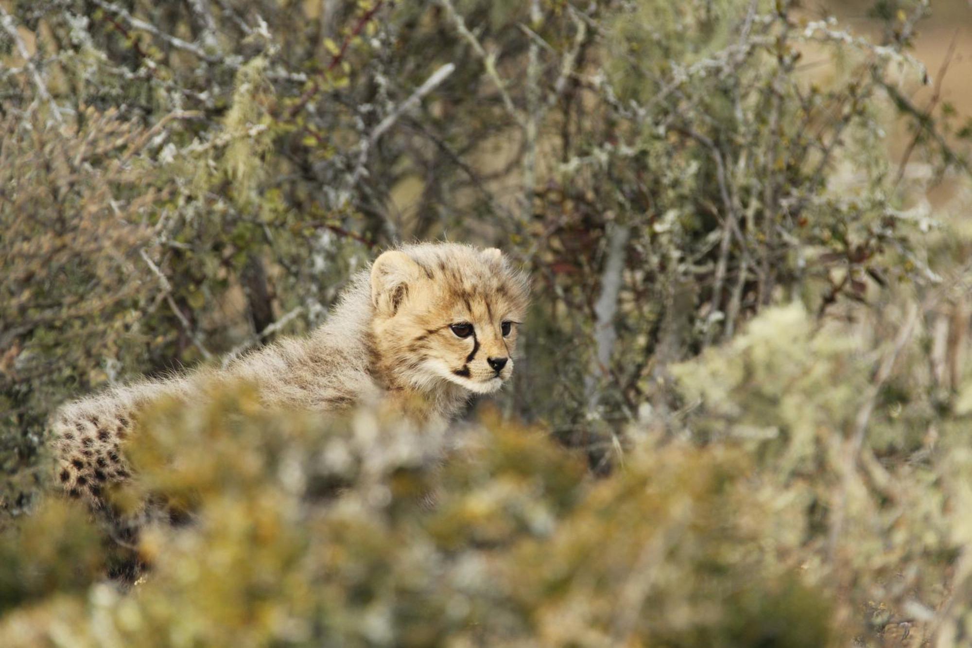Kwandwe Private Game Reserve - Melton Manor Grahamstown Bagian luar foto