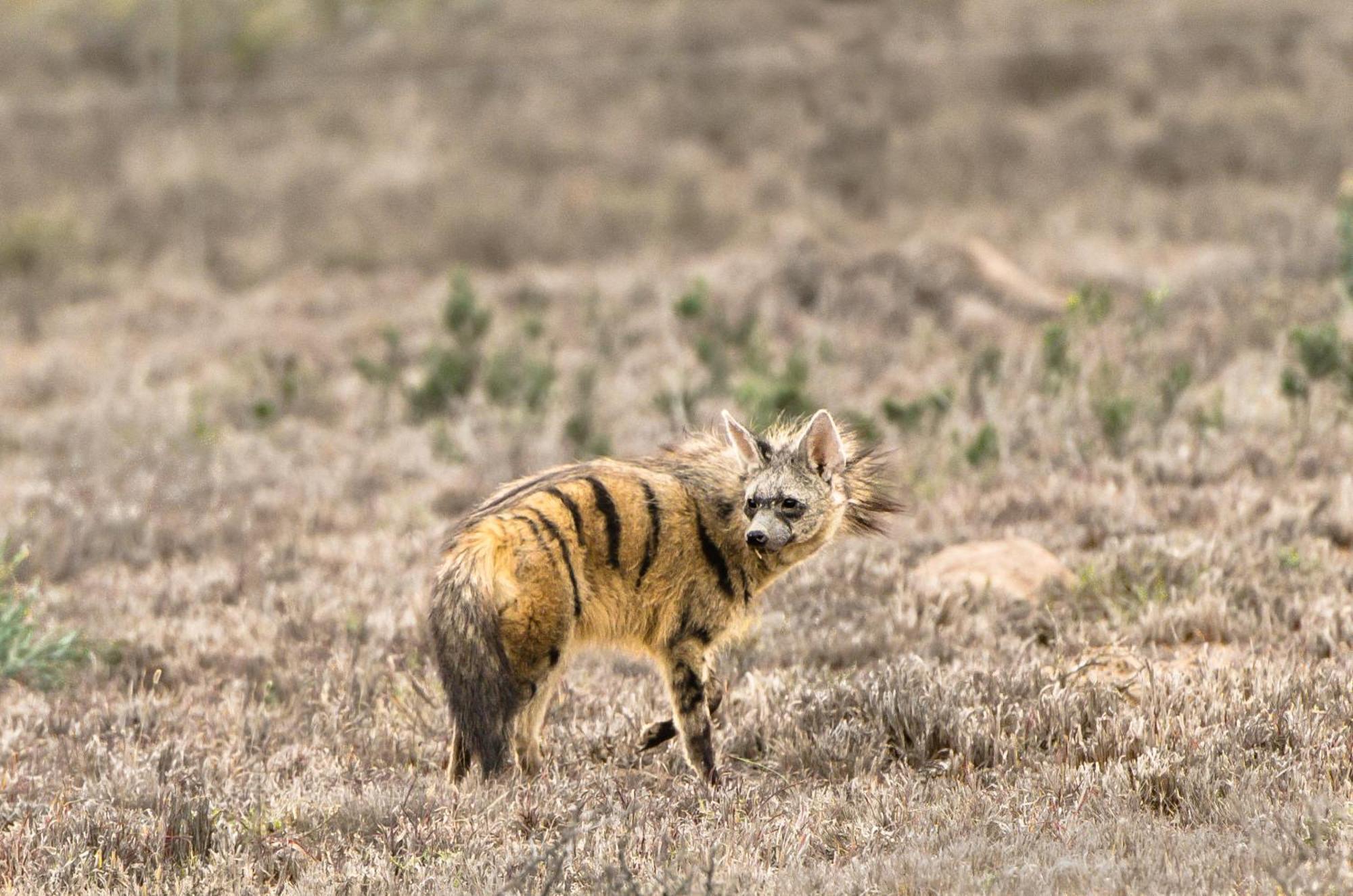 Kwandwe Private Game Reserve - Melton Manor Grahamstown Bagian luar foto