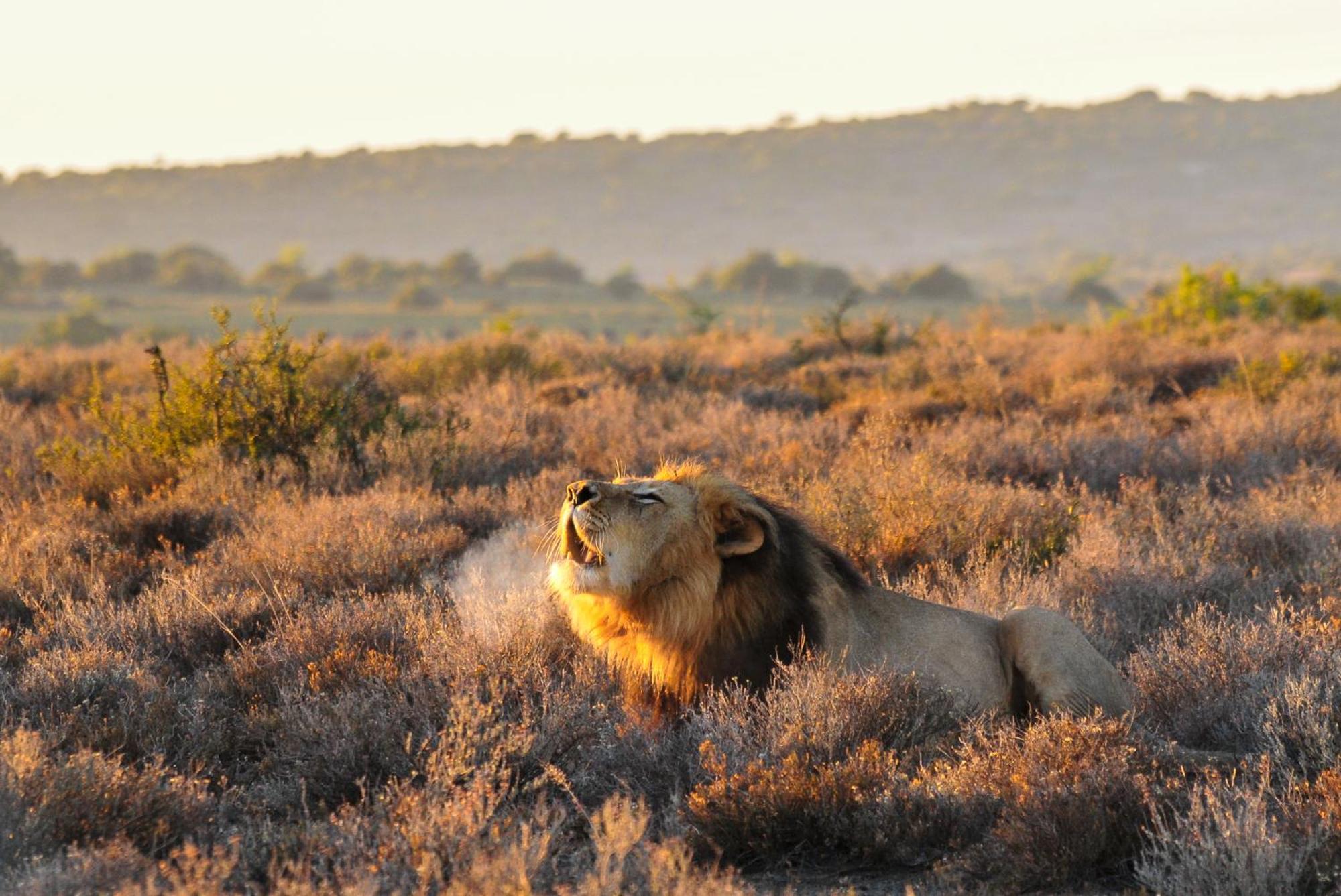 Kwandwe Private Game Reserve - Melton Manor Grahamstown Bagian luar foto