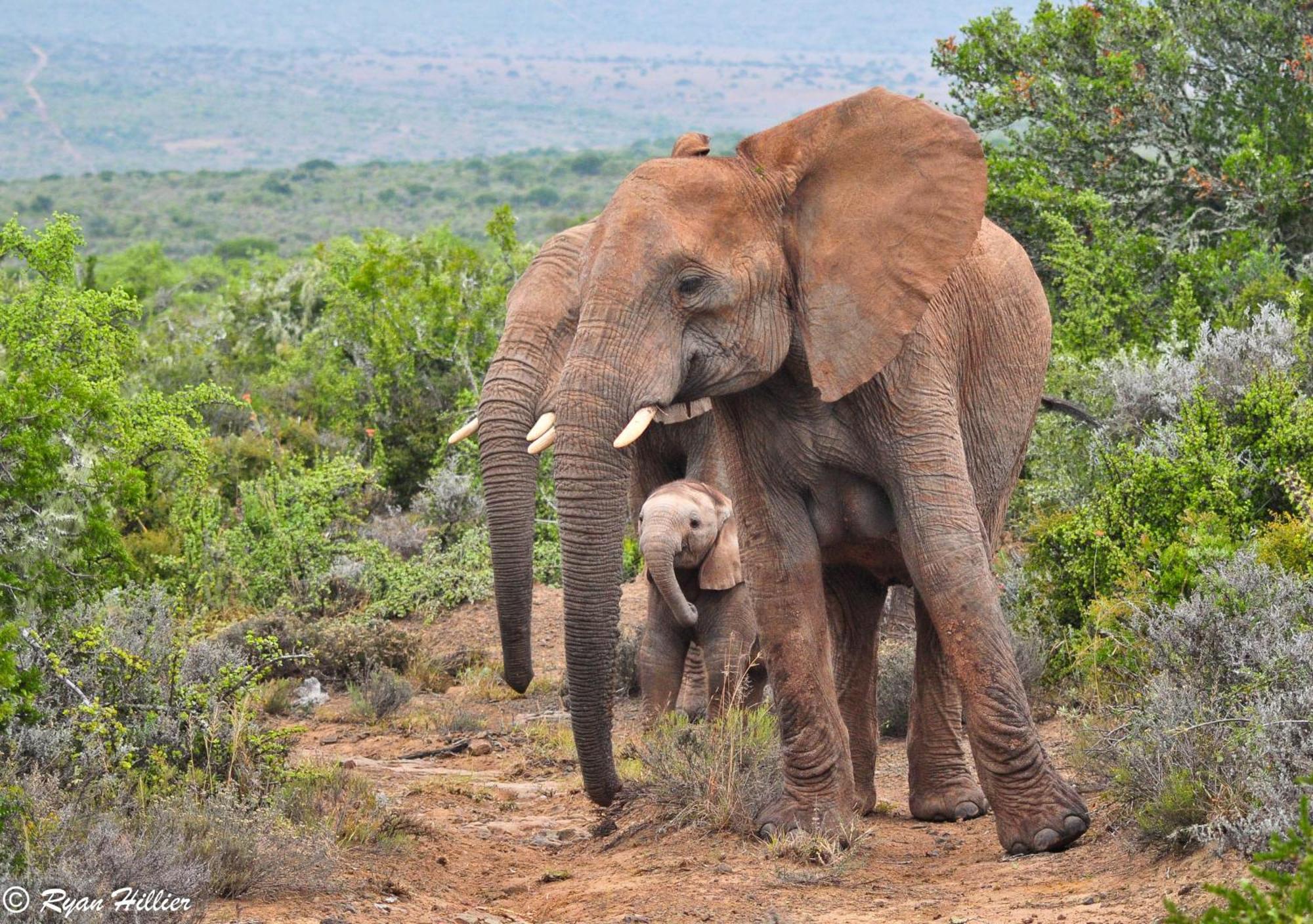 Kwandwe Private Game Reserve - Melton Manor Grahamstown Bagian luar foto