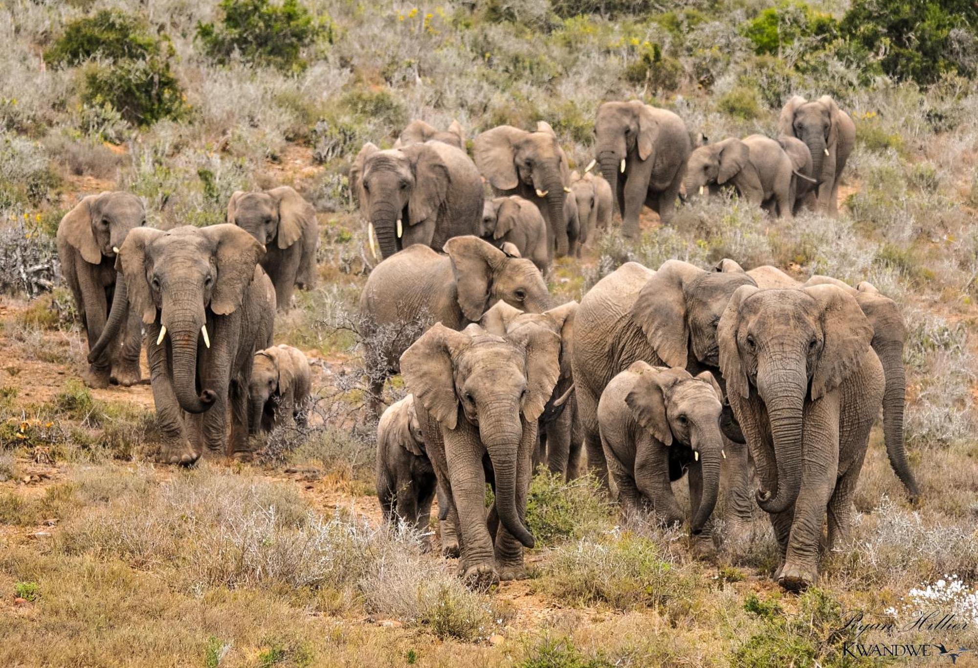 Kwandwe Private Game Reserve - Melton Manor Grahamstown Bagian luar foto