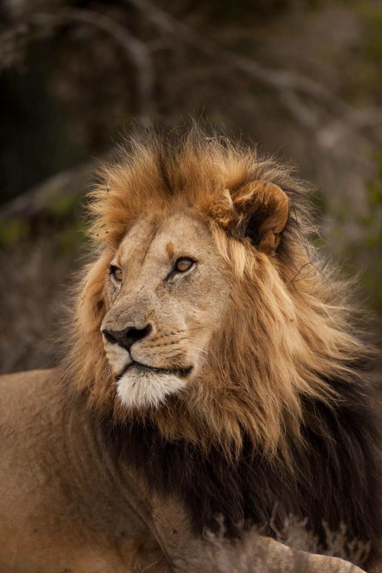 Kwandwe Private Game Reserve - Melton Manor Grahamstown Bagian luar foto
