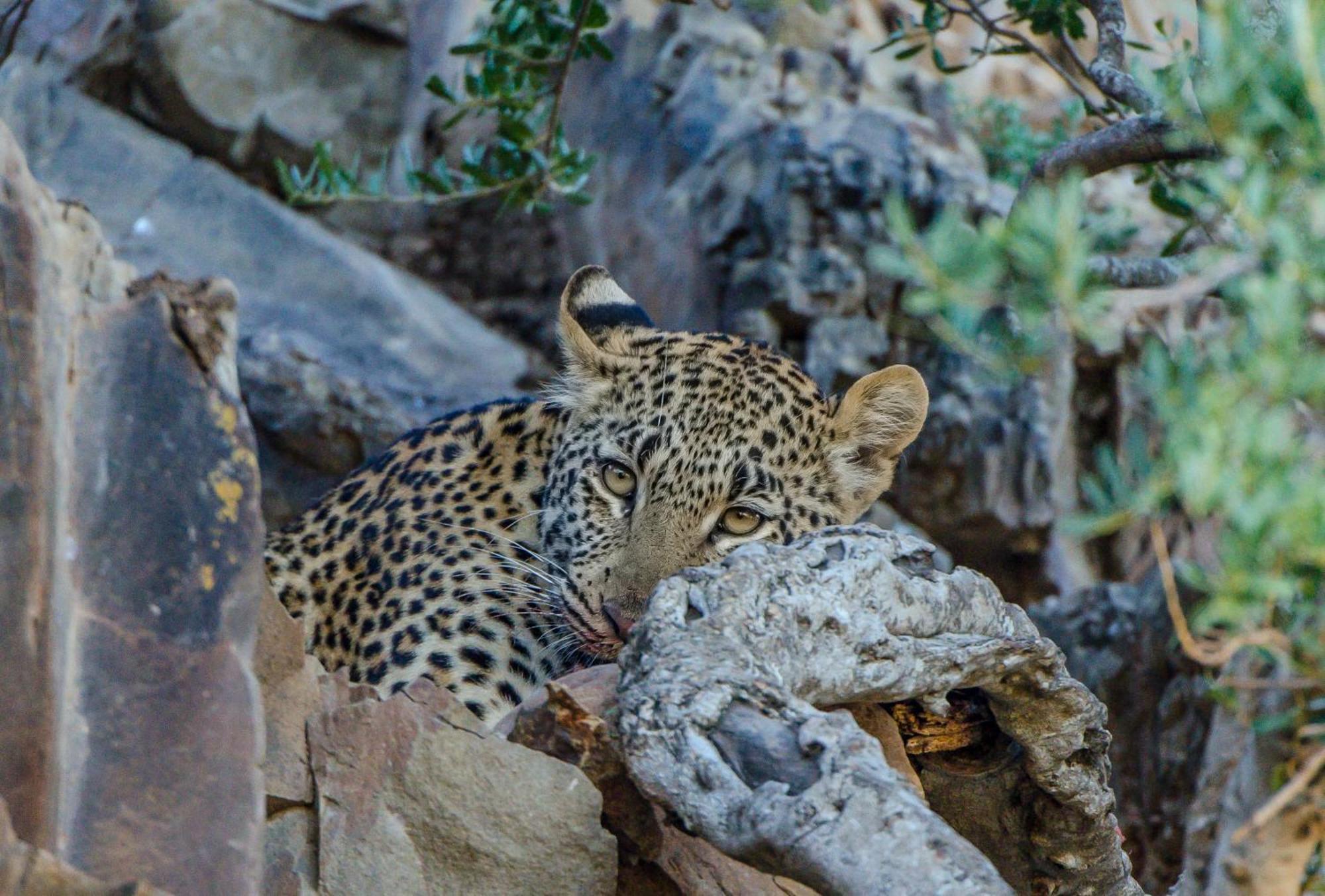 Kwandwe Private Game Reserve - Melton Manor Grahamstown Bagian luar foto