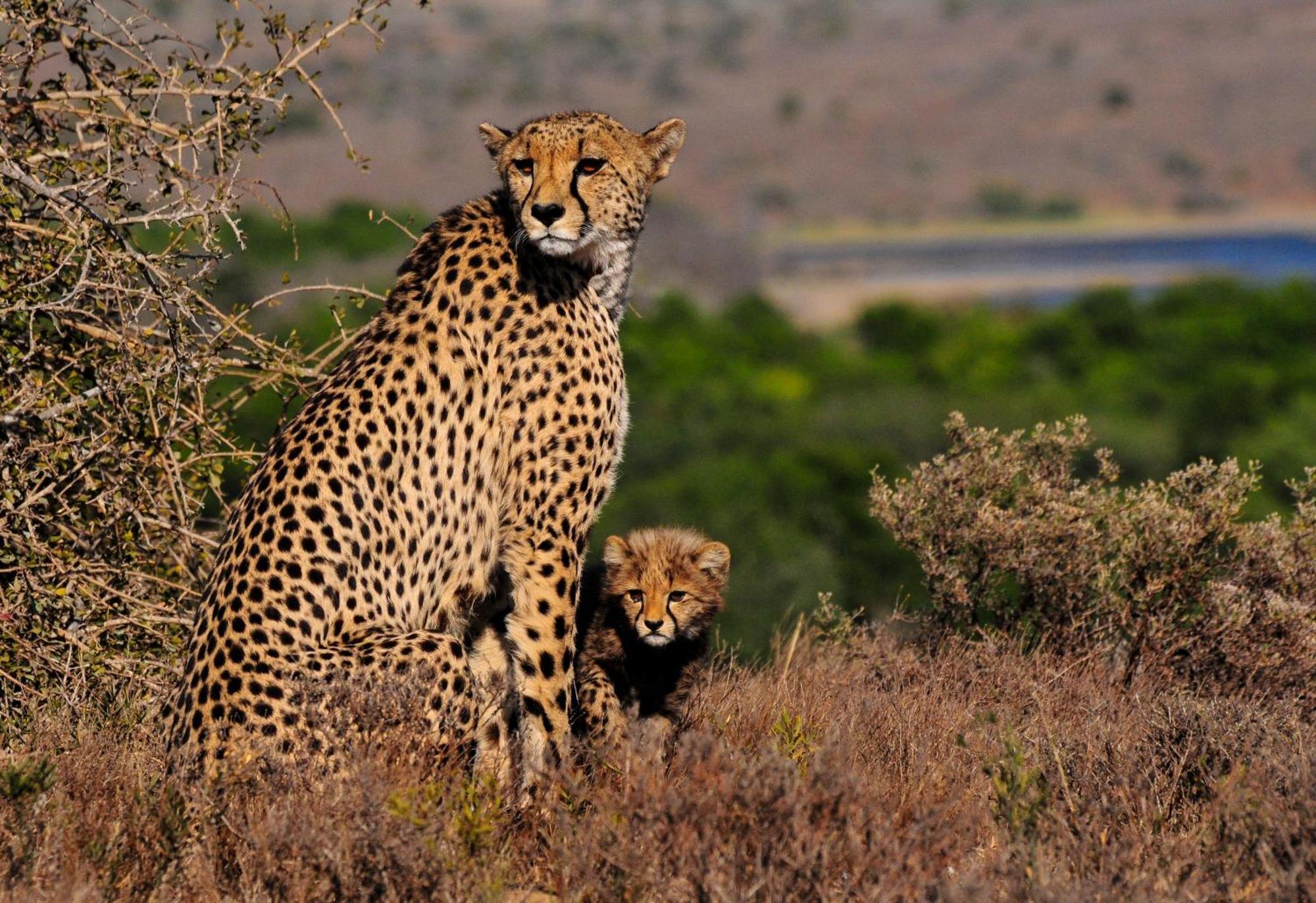 Kwandwe Private Game Reserve - Melton Manor Grahamstown Bagian luar foto